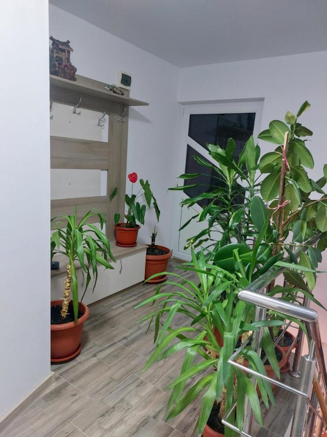 Vila Georgeta Zărneşti Exteriér fotografie